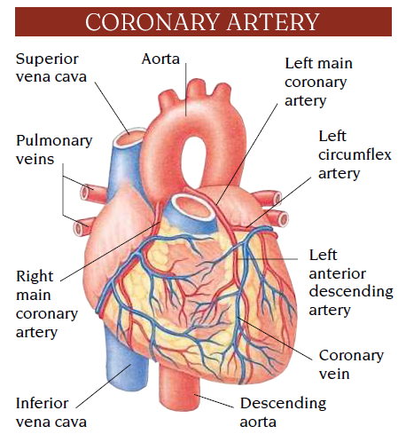 coronary arteries
