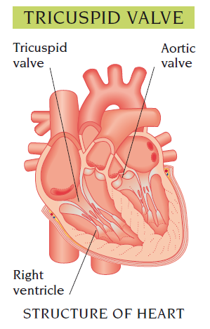 tricuspid valve