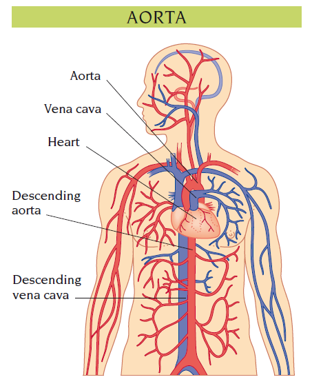 aorta