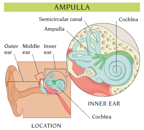 ampulla