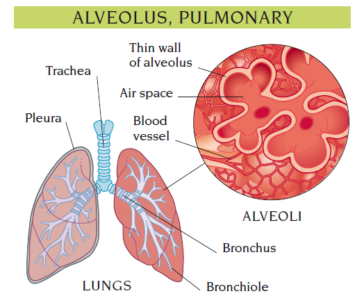 alveolus