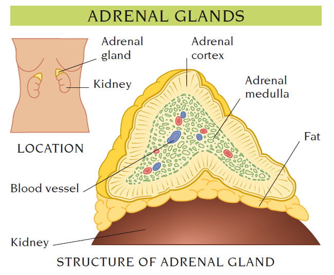 adrenal gland