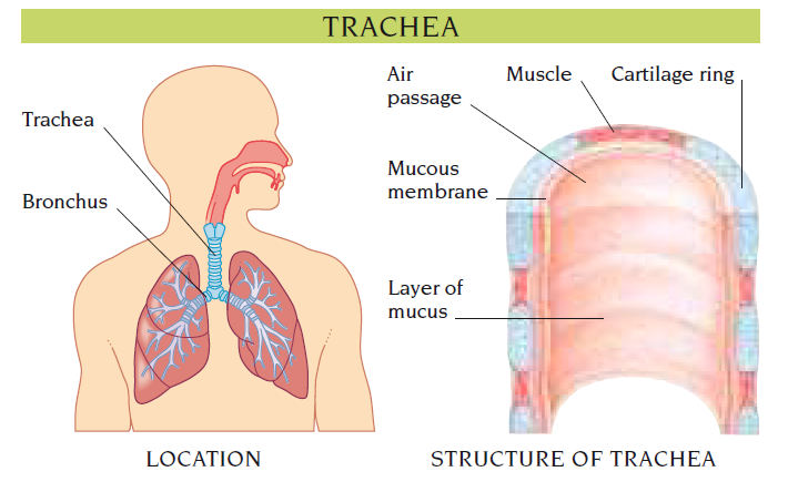 trachea