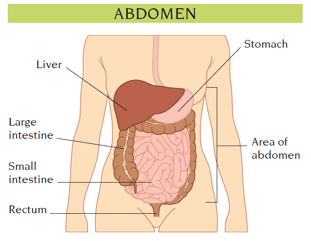 abdomen