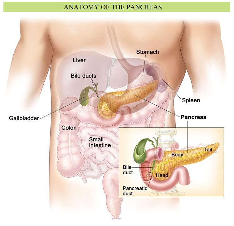 pancreas