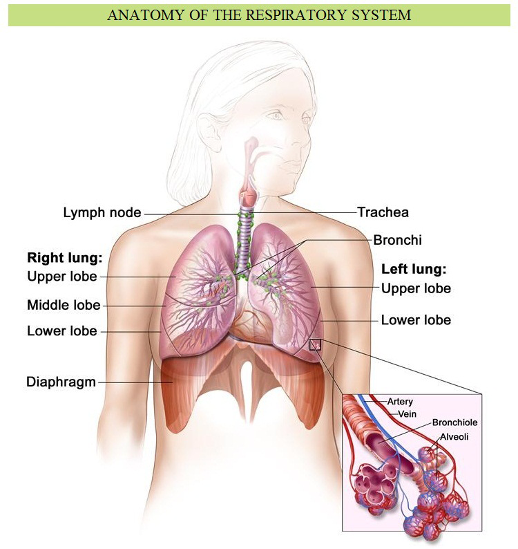 respiratory system