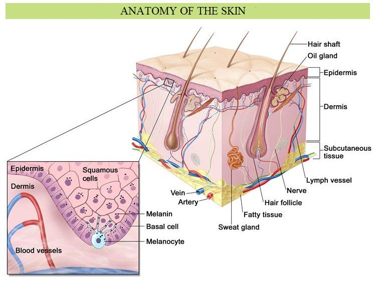 skin