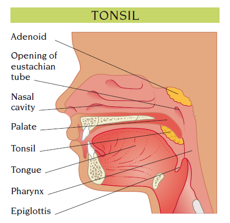 tonsils