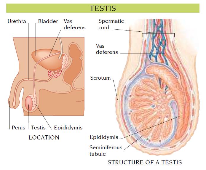 testes