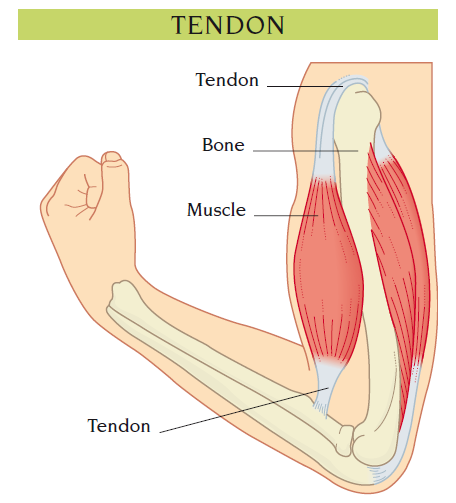 tendon