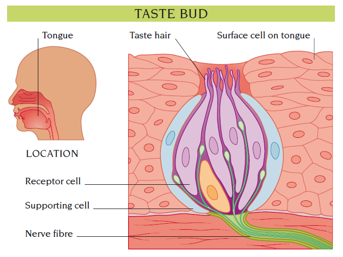 taste buds