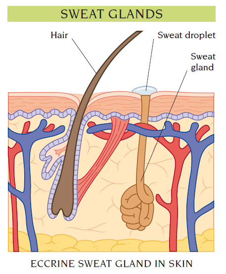 sweat glands