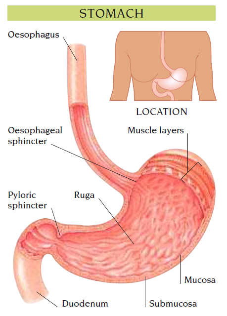 stomach