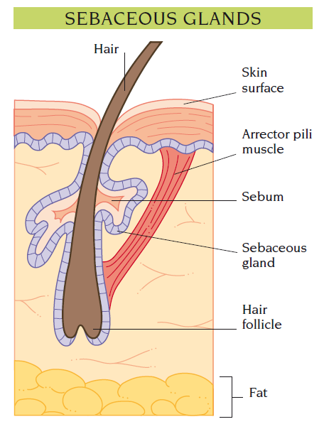 sebaceous gland