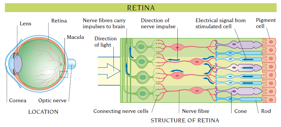 retina