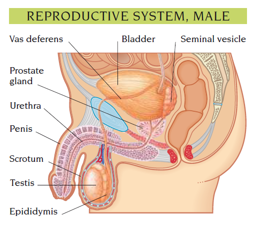 reproductive system