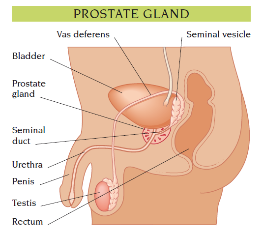 prostate gland