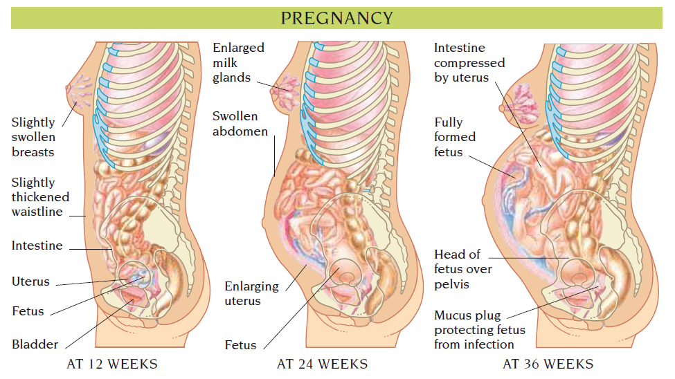 pregnancy