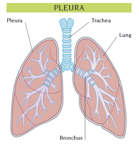 pleura