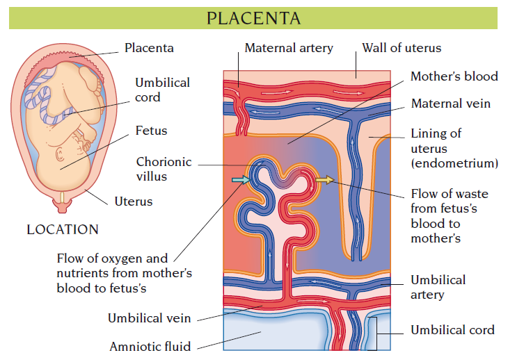 placenta
