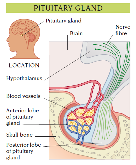 pituitary gland
