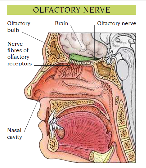 olfactory nerve