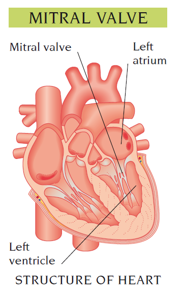 mitral valve