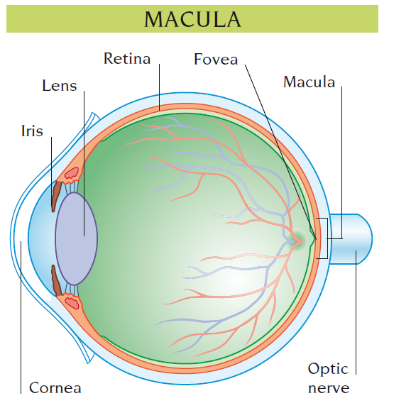 macula