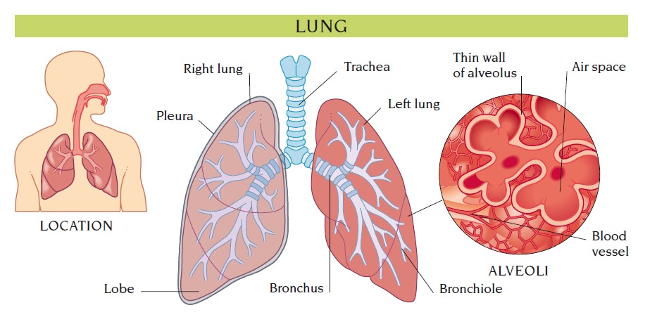 lungs