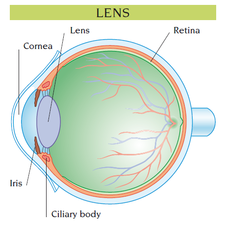 lens