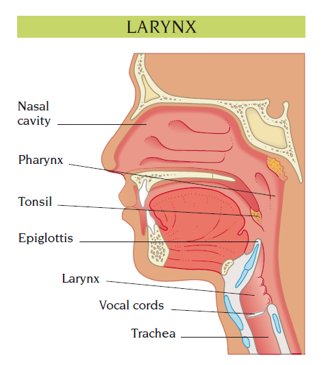 larynx