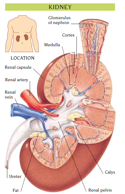 kidney