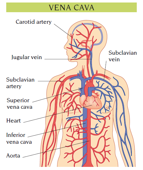 vena cava