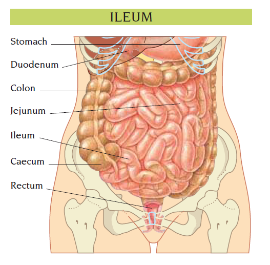 ileum