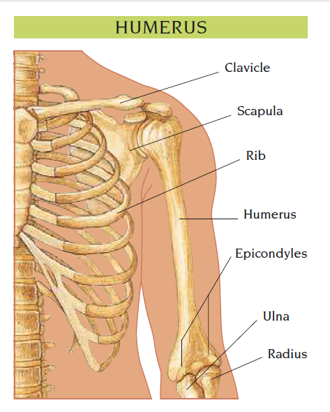 humerus