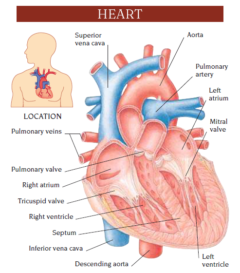 heart