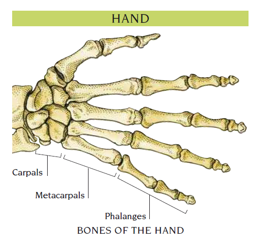 hand