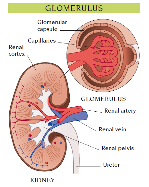 glomerulus