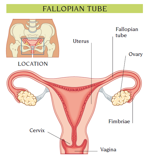 Fallopian tubes