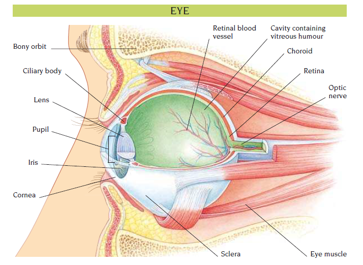 eye