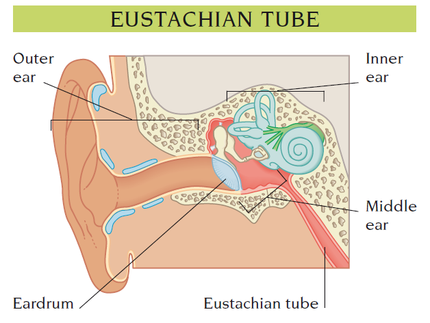 Eustachian tube
