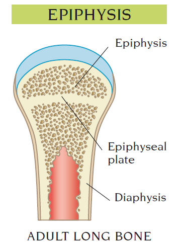epiphysis