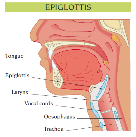 epiglottis