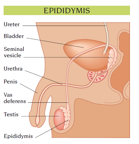 testicle