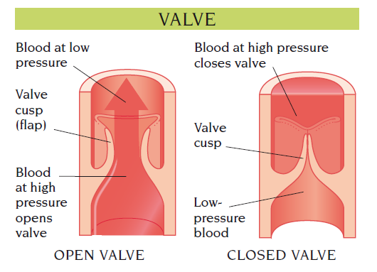 valve