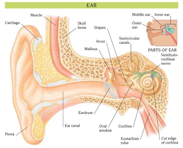 ear