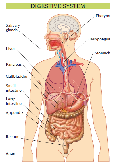 digestion