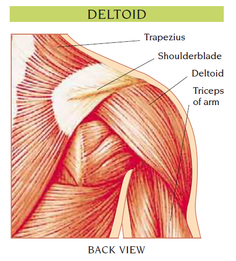 deltoid