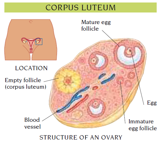 corpus luteum