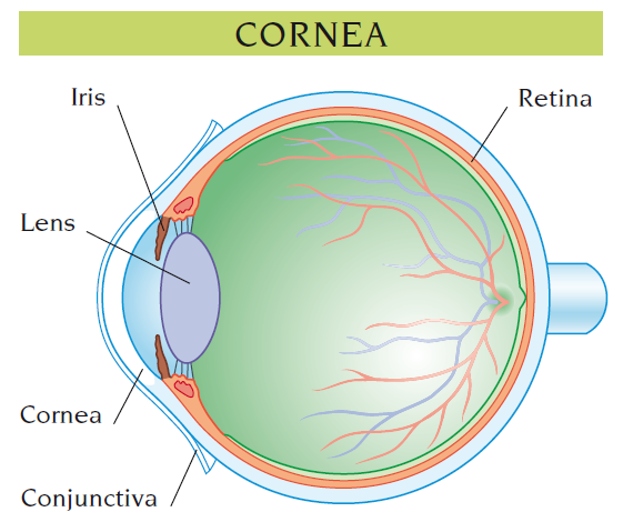 cornea